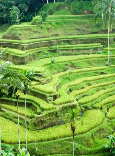 Rice Terasses Rice Terasses