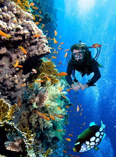 Activités de Plongée Activités de Plongée